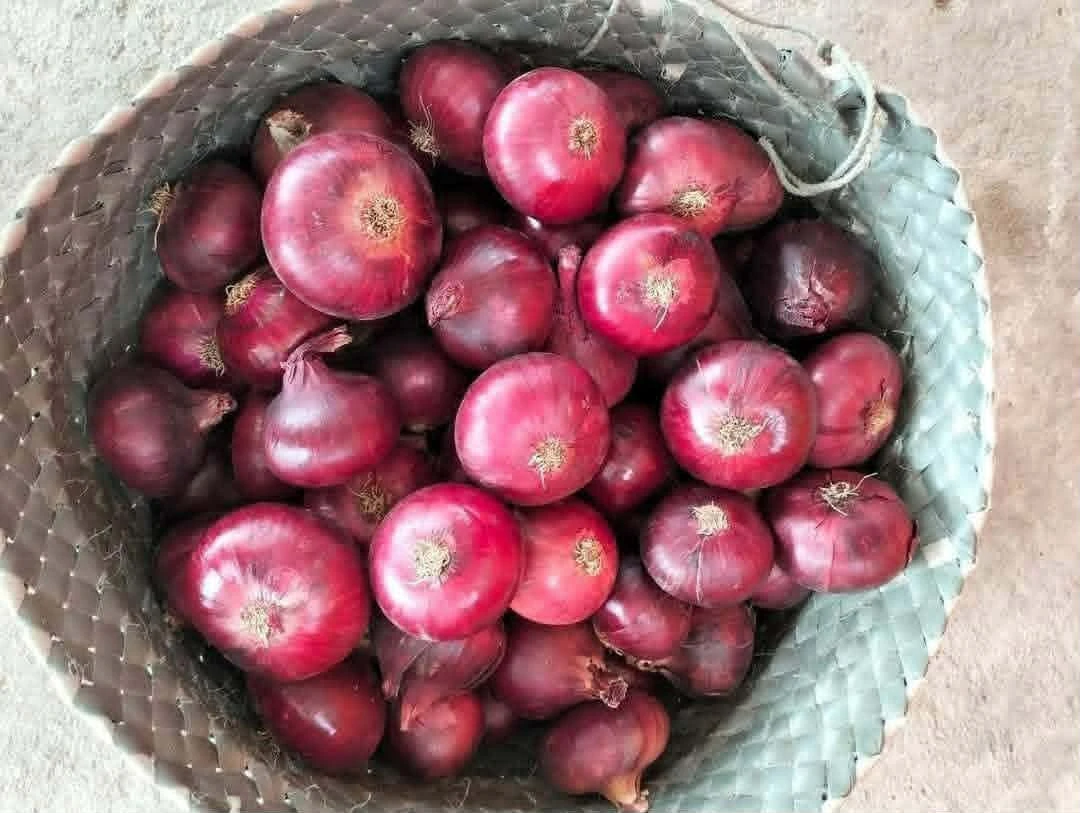 Egyptian Red Onion